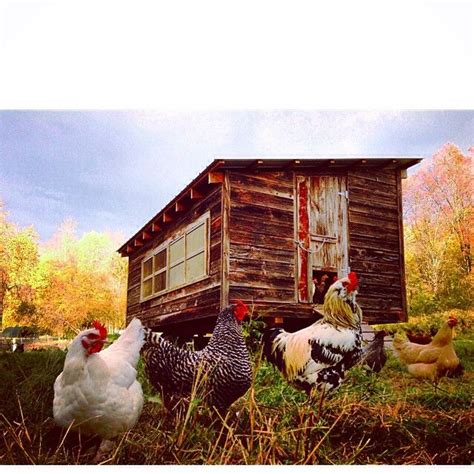 mobile coop ghent coop hanging  chickens farm mobile house styles instagram posts beauty