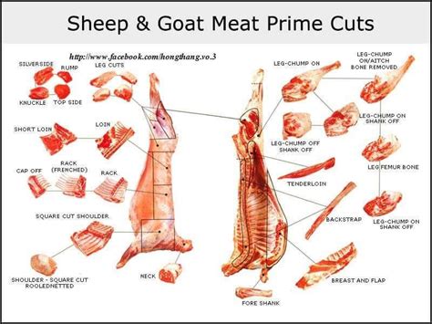 sheep cuts  meat chart  halal bakery est  health benefits
