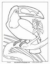 Toucan Toekan Colouring Kleurplaten Coloringhome Rainforest Kleurplaat Zoo sketch template