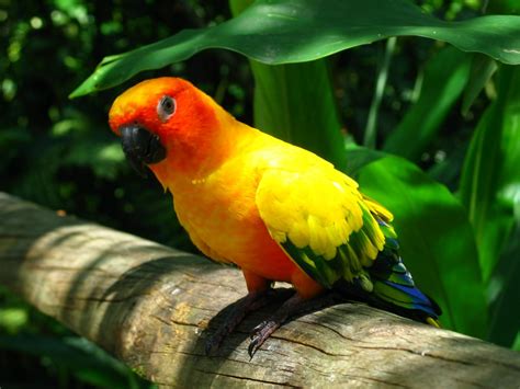 parrot  photo  freeimages