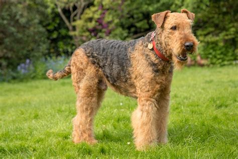 airedale   animals