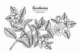 Gardenias Botanical Drawn Vecteezy sketch template