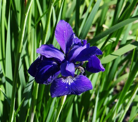 blue iris  stock photo public domain pictures