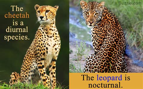 cheetah  leopard   differences  similarities animal sake