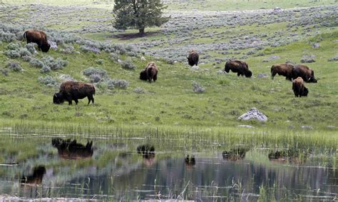 yellowstone bison granted more home to roam the japan times