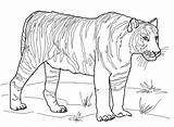 Tiger Coloring Pages Tooth Tigers Printable Saber Color Bengal Duck Colouring Outline Print Realistic Sabre Drawing Book Kids Version Template sketch template