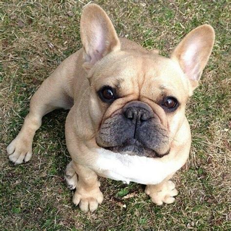 adorable french bulldog cute french bulldog pug puppies cute animals