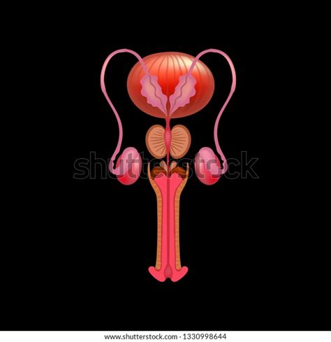 vector illustration male reproductive system anatomy stock vector