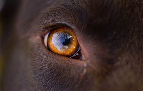 dog eye discharge normal  abnormal cloud  vets