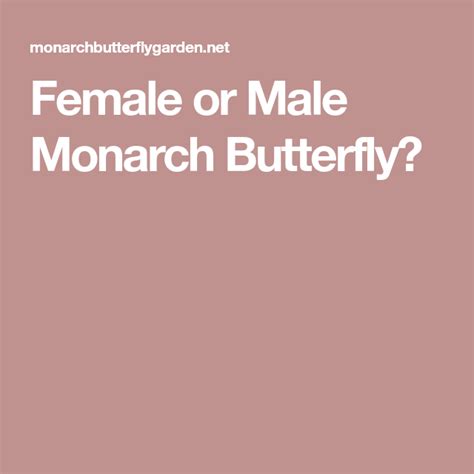 Female Or Male Monarch Butterfly Monarch Butterfly