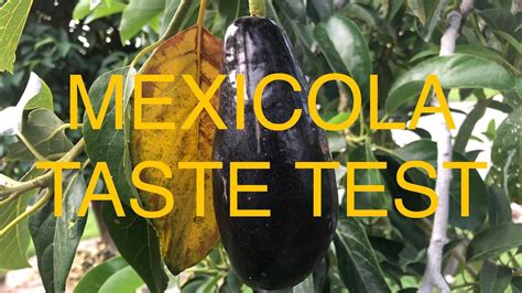 backyard avocado growing mexicola grande fruit harvest  taste test youtube