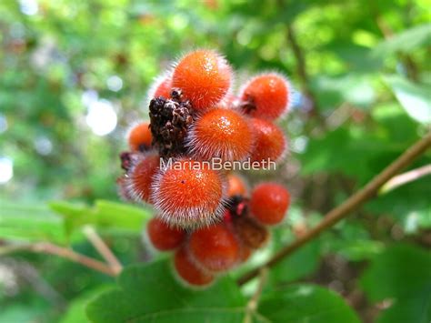 fuzzy berries  marianbendeth redbubble