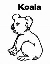 Koala Coloring Bear Thirsty sketch template