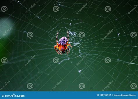 spider   air  work stock image image  labor beauty