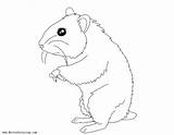 Hamster Coloring Pages Line Drawing Printable Kids Print Color sketch template