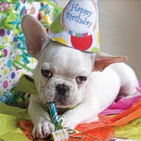 bulldog happy birthday ideas  pinterest french bulldog