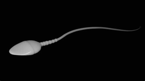 human sperm 3d model cgtrader