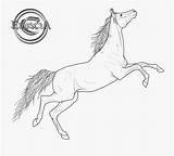 Horse Racking Coloring Clipart Stallion Arabian Clipartkey sketch template