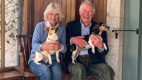 buckingham palaces  dogs king charles iii  queen camillas canine companions revealed