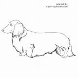 Dachshund Coloring Dog Pages Longhaired Line Color Drawing Own Dogs Draw Drawings Puppy Dachshunds Weiner Colouring Printable Puppies Easy Adult sketch template