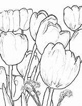 Scenic Coloring Holland Tulips Fringed Farm Color Designlooter 776px 71kb sketch template