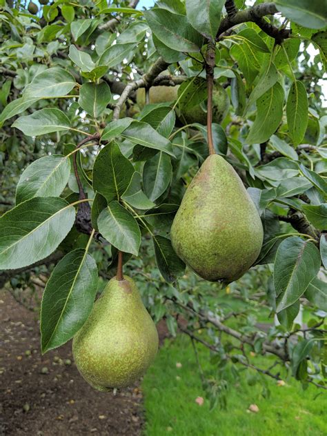 cutting   pear trees  martha stewart blog