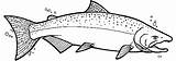 Salmon Chinook Coloring Pages Drawing Fish Drawings Native Sketch Wood Kids Choose Board Easy sketch template