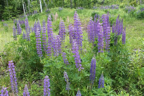 northern michigan lupines northern michigan great friends plants plant planets
