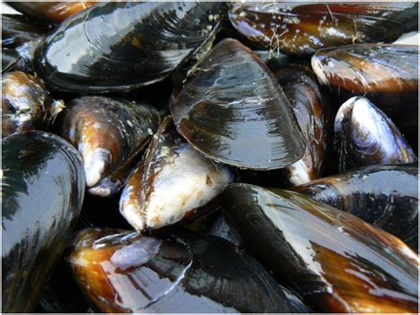 mussel facts   brain   knowlege