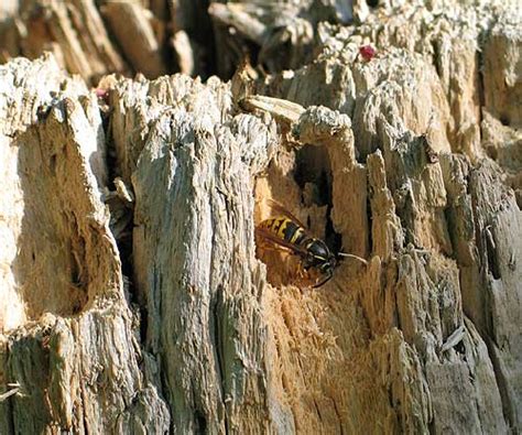 totholz tagebau der wespen und hornissen das wilde gartenblog
