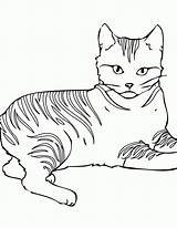 Coloring Cats Warrior Pages Cat Printable Kids Popular sketch template