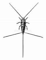 Silverfish Insects Freehand Drawn Clipground Yellowimages sketch template
