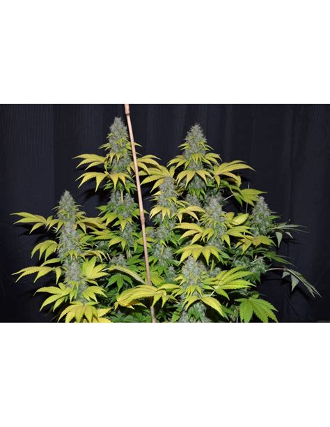 buy blueberry gum   labs oaseeds
