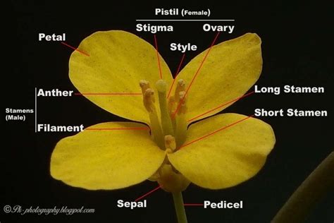 What Are The Different Parts Of A Brassica Flower Quora