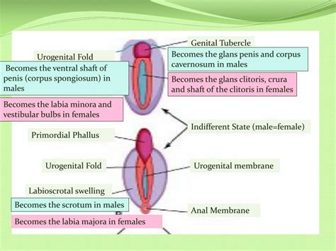 ppt reproductive embryology powerpoint presentation