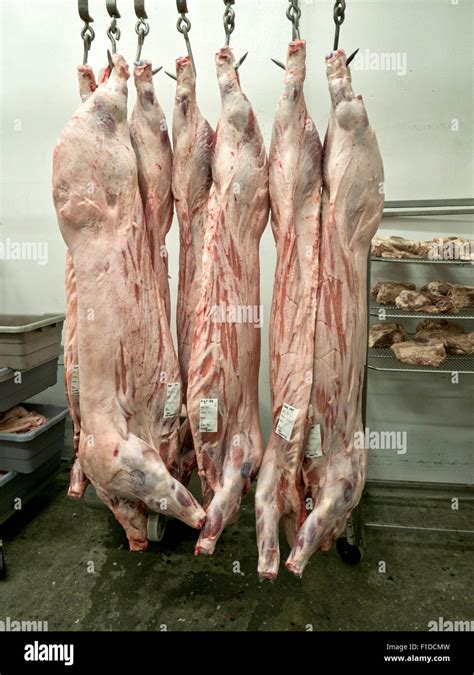 human carcass  res stock photography  images alamy
