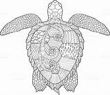 Turtle Antistress Schildpad Volwassen Adulte Tortue Zentangle Kleurende Caretta Doodle sketch template