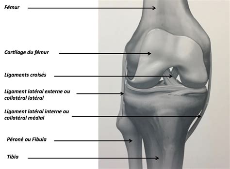 anatomie du genou clinique osteo articulaire des cedres grenoble