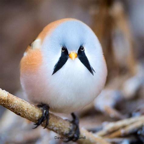 These Adorable Bearded Reedling Birds Looks Like They Have