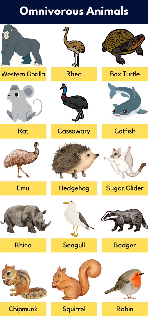 omnivore animals chart