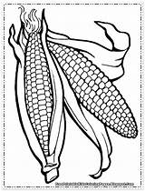 Coloring Corn Field Getcolorings sketch template