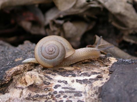 snail facts health benefits  nutritional