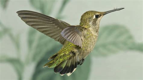 hummingbirds  hummingbird pictures   hd youtube