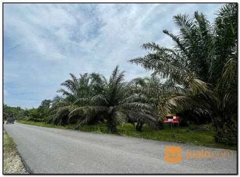 Kebun Sawit Daerah Pulau Cinta Di Kota Pekanbaru Riau