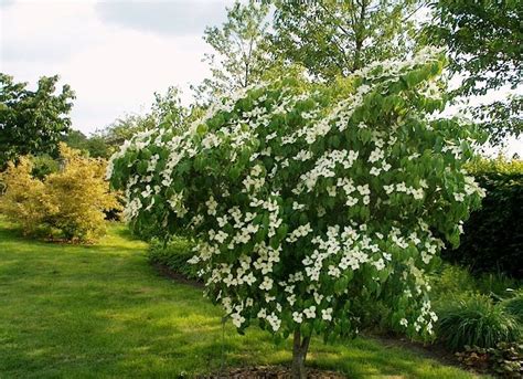 cornus kousa china girl northern irelands specialist