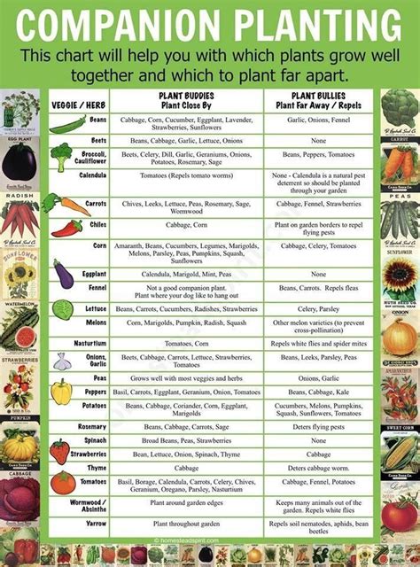 companion planting chart lots  great info video tutorial