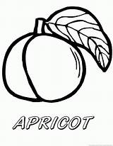 Apricot sketch template