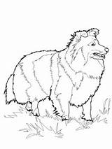 Coloring Pages Shiba Miniature Pinscher Inu Sheepdog Dog Horse Change Akita Shetland Climate Getdrawings Printable Collie Getcolorings Drawing Dots Connect sketch template