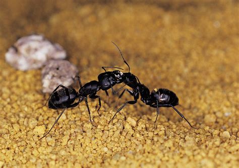 kill carpenter ants  wings  borax home guides sf gate