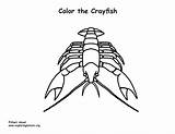 Crayfish Coloring Crawfish Pages Louisiana Comments Template sketch template